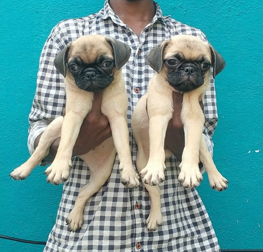 Purchase KCI Registered Pug Puppy from Goa